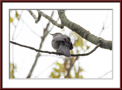 IMG_7318psf.jpg