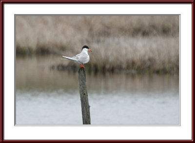 IMG_7360psf.jpg