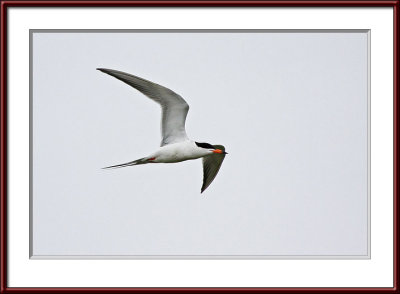 IMG_7376psf.jpg