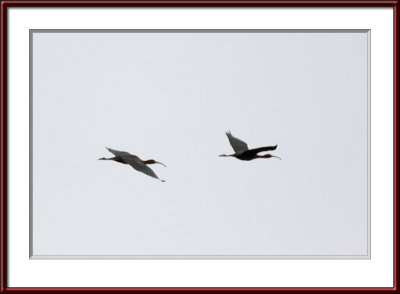 IMG_7394psf.jpg
