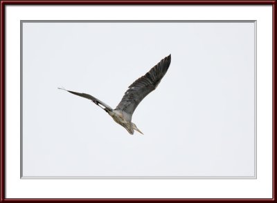 IMG_7415psf.jpg