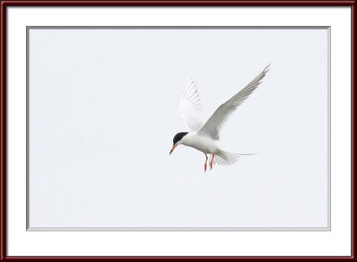 IMG_7432psf.jpg