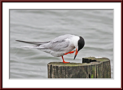 IMG_7479psf.jpg