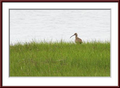 IMG_7488psf.jpg