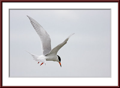IMG_7503psf.jpg