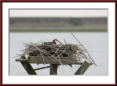 IMG_7523psf.jpg