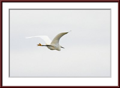 IMG_7532psf.jpg