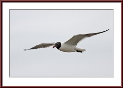 IMG_7560psf.jpg