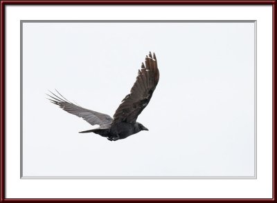 IMG_7568psf.jpg