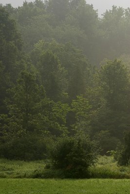 Misty 21.jpg