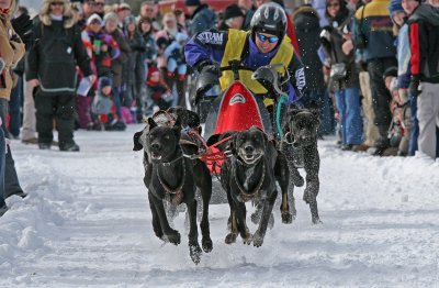 Dog Sled Races