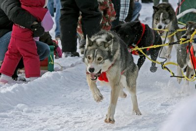 Dog Sled 10.jpg