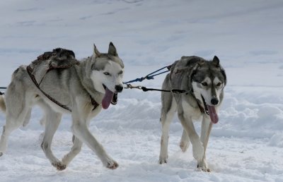 Dog Sled 20.jpg