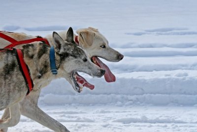 Dog Sled 21.jpg