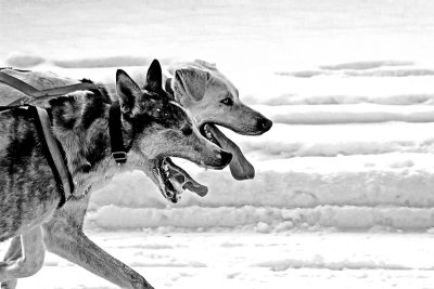 Dog Sled 21a.jpg