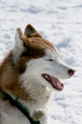 Dog Sled 38.jpg