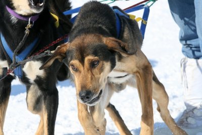 Dog Sled 39.jpg