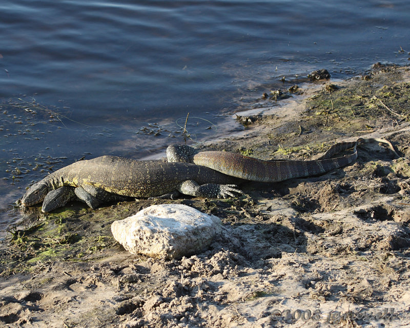 Monitor lizards mating
