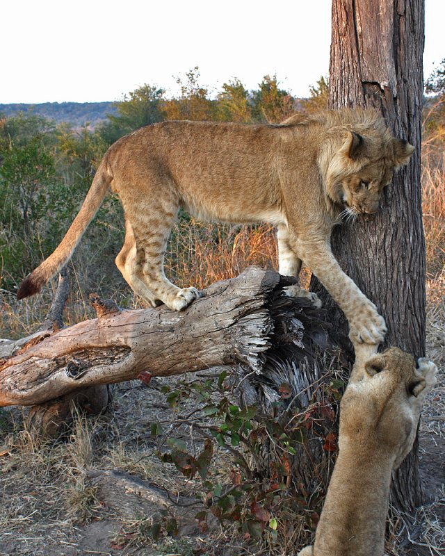 Zimbabwean cubs play