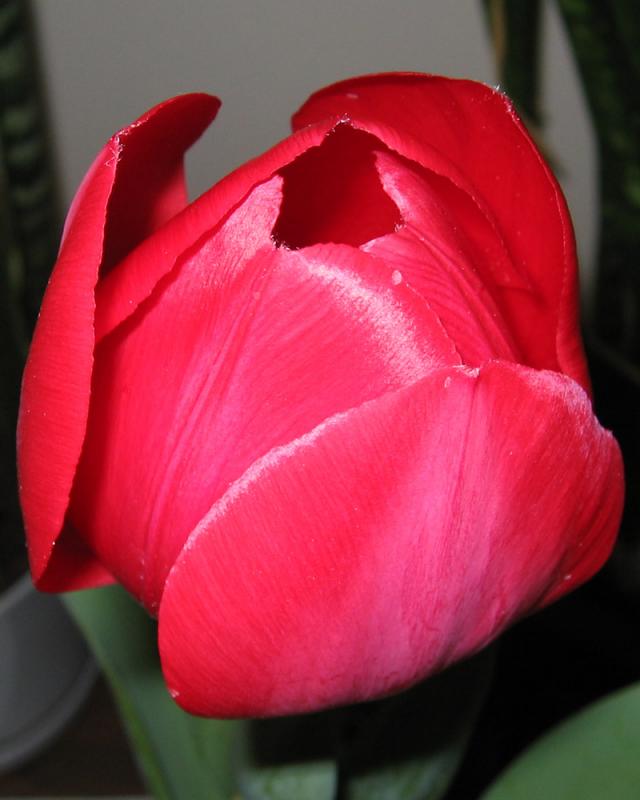 bdtulip1.jpg