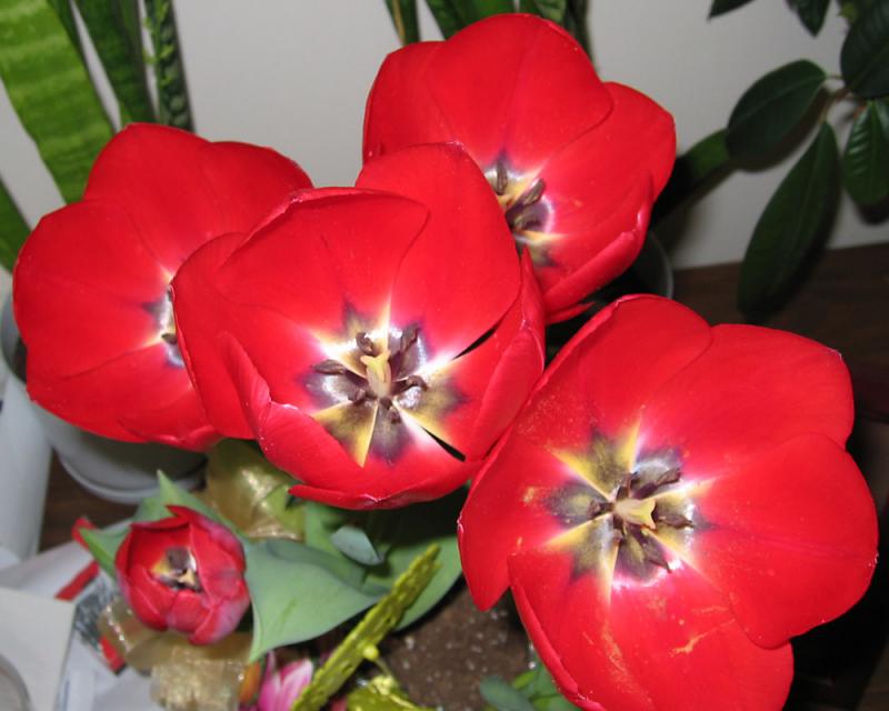 bdtulip2.jpg