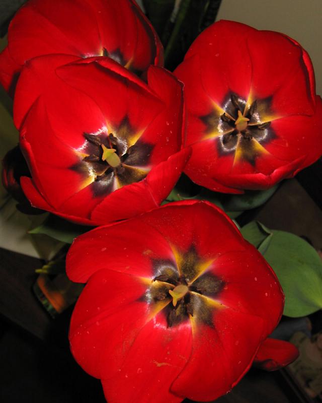 bdtulip3.jpg