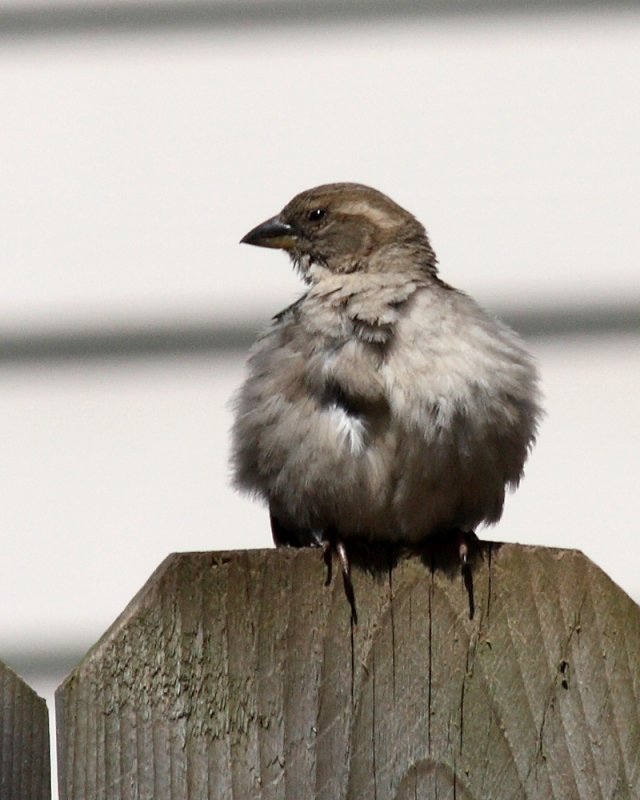 70-300 lens - bird