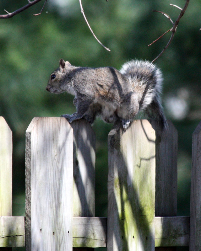70-300 lens - treerat
