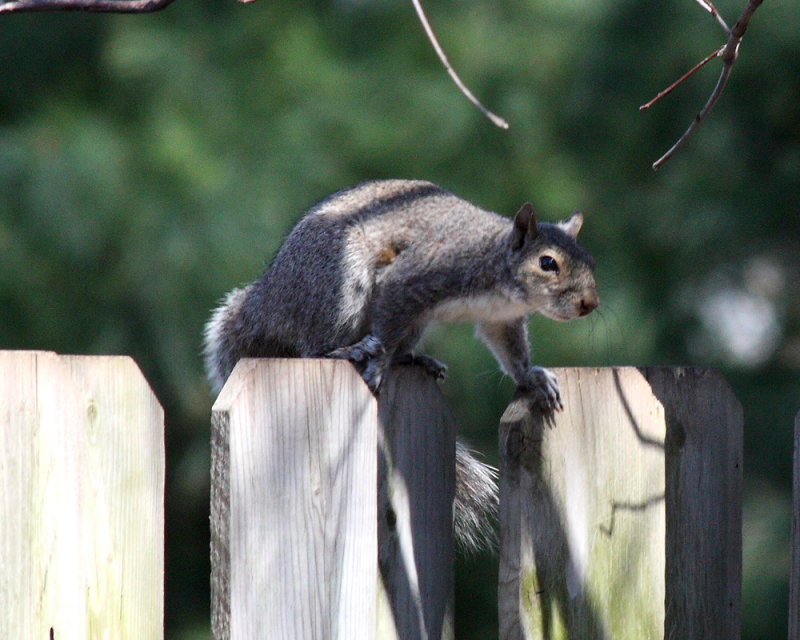 70-300 lens - treerat