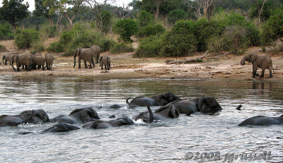 Elephants swimming the Chobe River