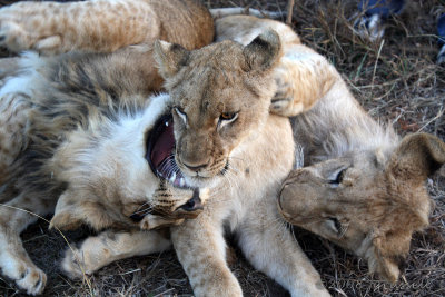Lion cubs in Zimbabwe