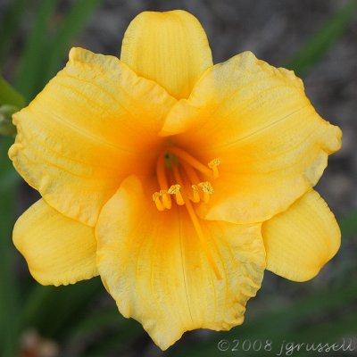 Day lily