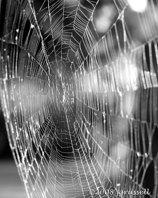 Spider web b&w