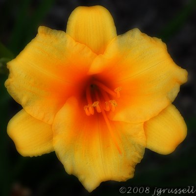 Day lily - Orton effect