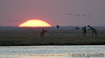 Sunset at the Chobe River 4a