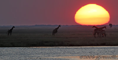 Sunset at the Chobe River 3