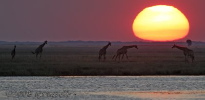 Sunset at the Chobe River 2a