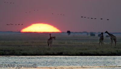 Sunset at the Chobe River 4