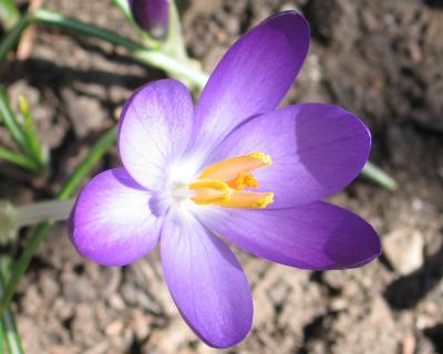 More Crocuses in my Garden