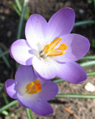 crocus2.jpg