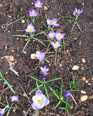 More Crocuses in my Garden