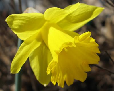 daffodil03.jpg