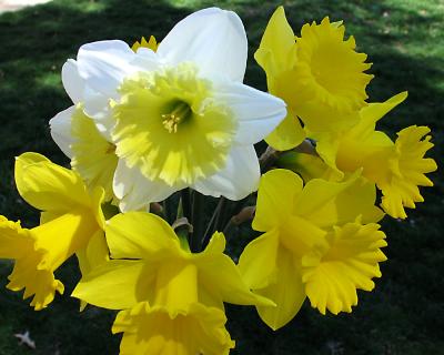 g3/00/22800/3/58085497.daffodil04.jpg