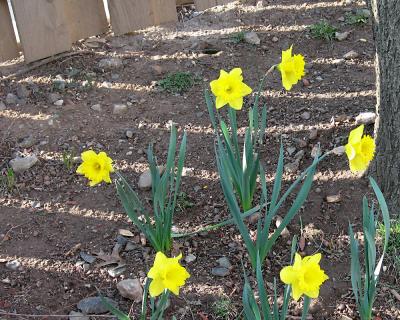 daffodil05.jpg