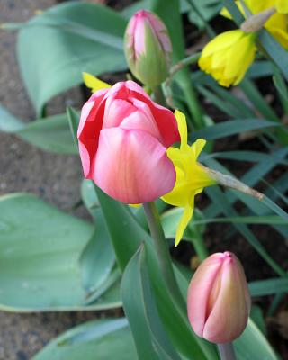 tulip04.jpg