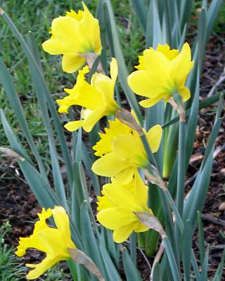 More Daffodils in My Garden