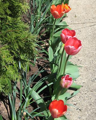 tulip05.jpg