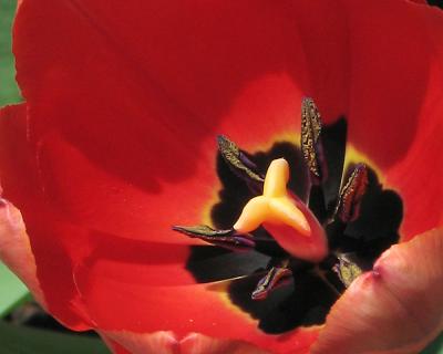 tulip08.jpg