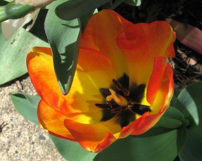 tulip10.jpg