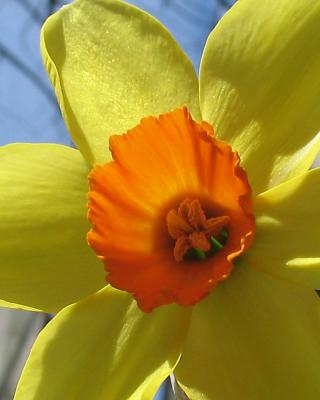 daffodil07.jpg